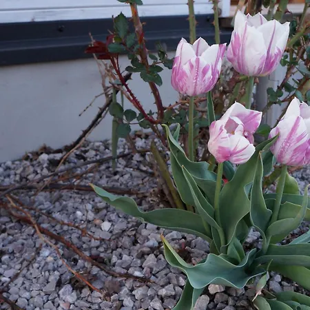 Drewniany Zakatek Z Sauna I Jacuzzi *