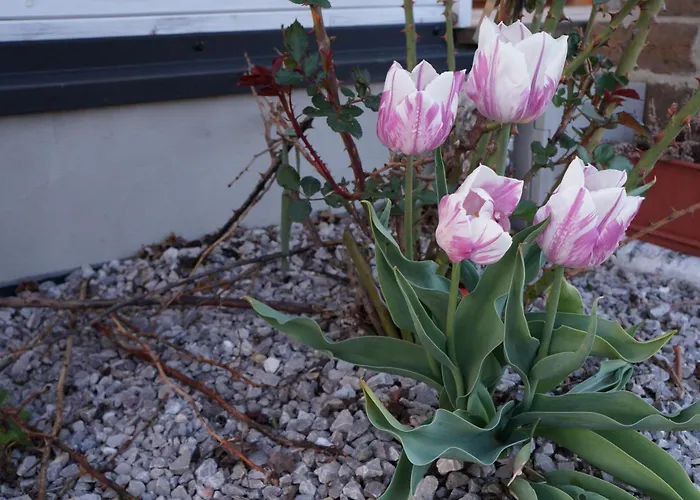 Drewniany Zakątek Z Sauną I Jacuzzi *